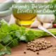 Koriandri: The Versatile Herb That Elevates Your Culinary Creations