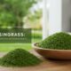 Lyposingrass: The Power Of Superfood For Modern Health