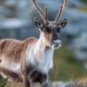 Viltnemnda: How Local Wildlife Management Works in Norway