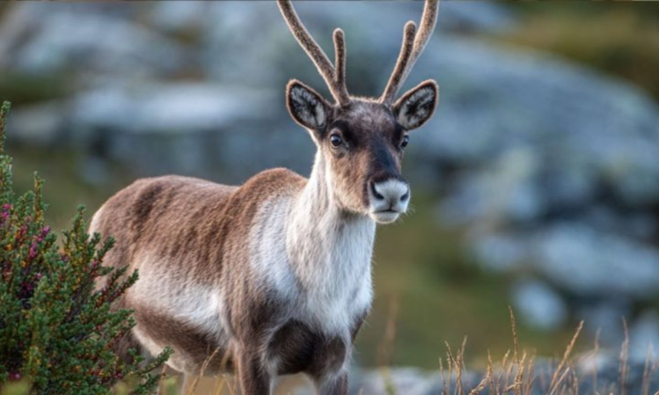 Viltnemnda: How Local Wildlife Management Works in Norway