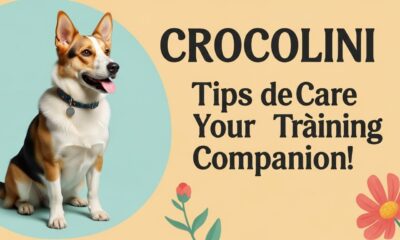 Crocolini: Tips for Care and Training Your New Companion