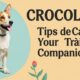 Crocolini: Tips for Care and Training Your New Companion
