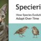 Speciering: How Species Evolve and Adapt Over Time