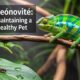 Chameleónovité: Tips for Maintaining a Happy and Healthy Pet